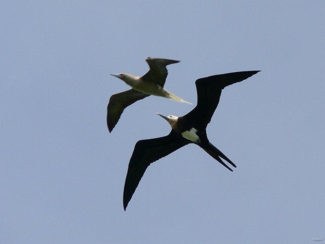 50- Fou et fregate en escadrille 